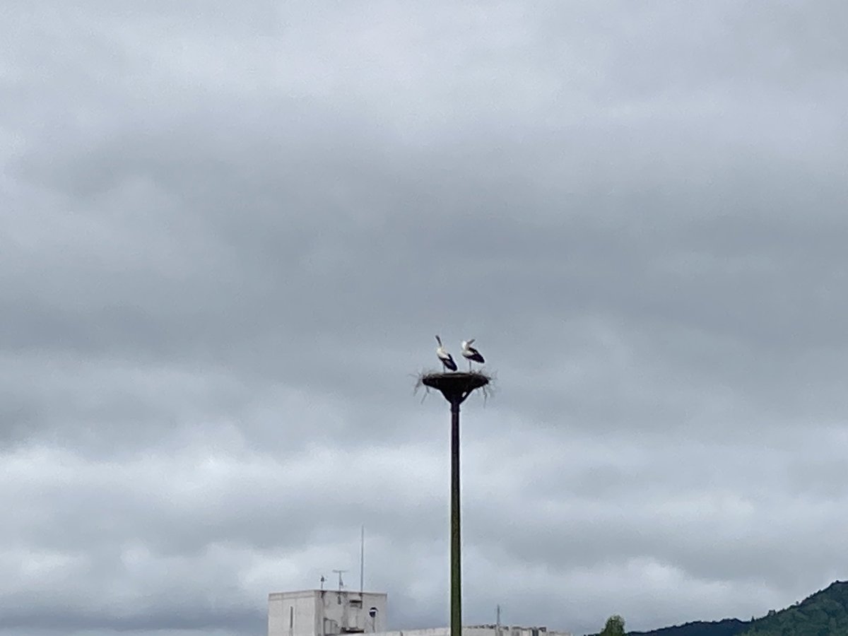 コウノトリが居た