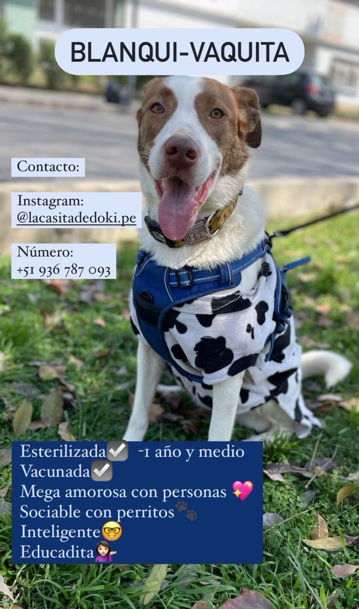 Ayúdame a encontrarle un hogar 🙏 Imagina esa sonrisa esperándote en casa 💓 Más info al número de la imagen o con @boreal56