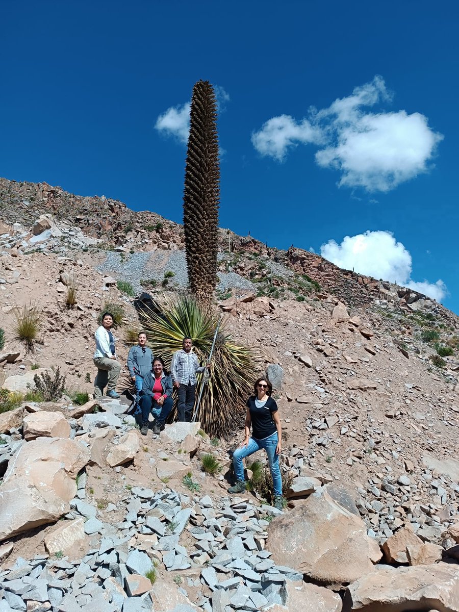 Our team in Bolivia is collecting seeds of this spectacular species, Puya raimondii - queen of the Andes! This endangered plant will be the focus of propagation trials with the outlook developing of a conservation program to save this emblematic plant. @mobotgarden @LPB_Bolivia