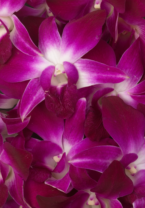 Purple Sabin Dendrobium Orchid #orchids #plants
