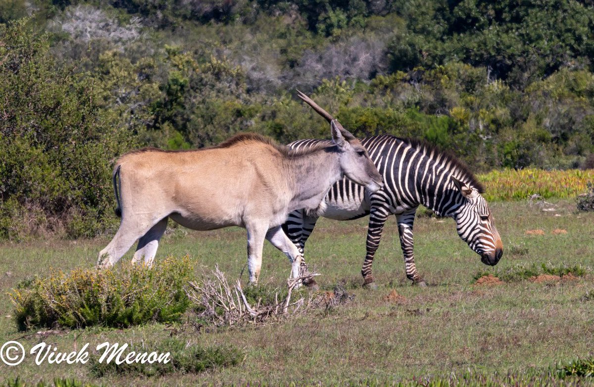 All Cape endemics with that prefix are not birds. The Cape Zebra is unique, not in having two heads,but in being one of two mountain zebras which, unlike the plains zebras, have solid B&W stripes without a shadow and an all-white belly! They also live in smaller groups! @IndiAves