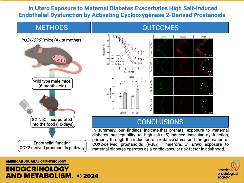 New research from @bruder_thiago and our CPROM institute demonstrates the effect high-salt diets have on cardiovasc. health in type 1 diabetes models. Read more on novel observations here: pediatrics.pitt.edu/news/costa-bru… @ChildrensPgh @UPMCPhysicianEd @CHP_PedNeph @CHP_Endo_Diab