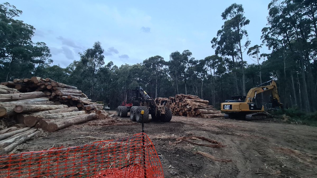 REPOST from @wombat_action_group 'Yesterday in Wombat State Forest. Logging is definitely not over.' Email to demand the protection of Wombat forest for good! steve.dimopoulos@parliament.vic.gov.au mary-anne.thomas@parliament.vic.gov.au jacinta.allan@parliament.vic.gov.au
