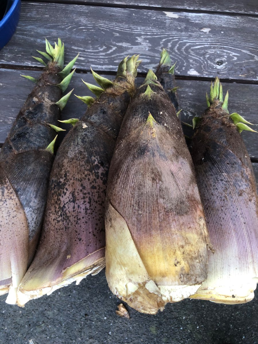 Freshly dug bamboo shoots.Every year at this time of year, bamboo shoot dishes continue for a while!
#JAPAN
#bambooshoots
#Spring
#Japanesefood
#HIRATAGOHAN