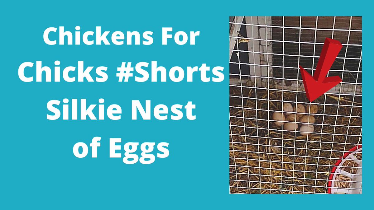 Splash Silkie Hen And Eggs #Shorts
i.mtr.cool/fsmgehkiof
#silkieshowgirlrooster #splashsilkie #shorts #ChickensForChicks #ChickendaleAR #Chickendale #CFC