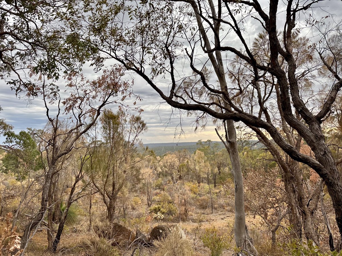 After an incredibly hot and dry 7 month period, the sky has finally turned grey and there’s a chance of rain in the #PerthHills. We desperately need the rain, the bush around us is now very stressed with trees and bushes dying (photo taken 30/04/24) #PerthWeather #biodiversity