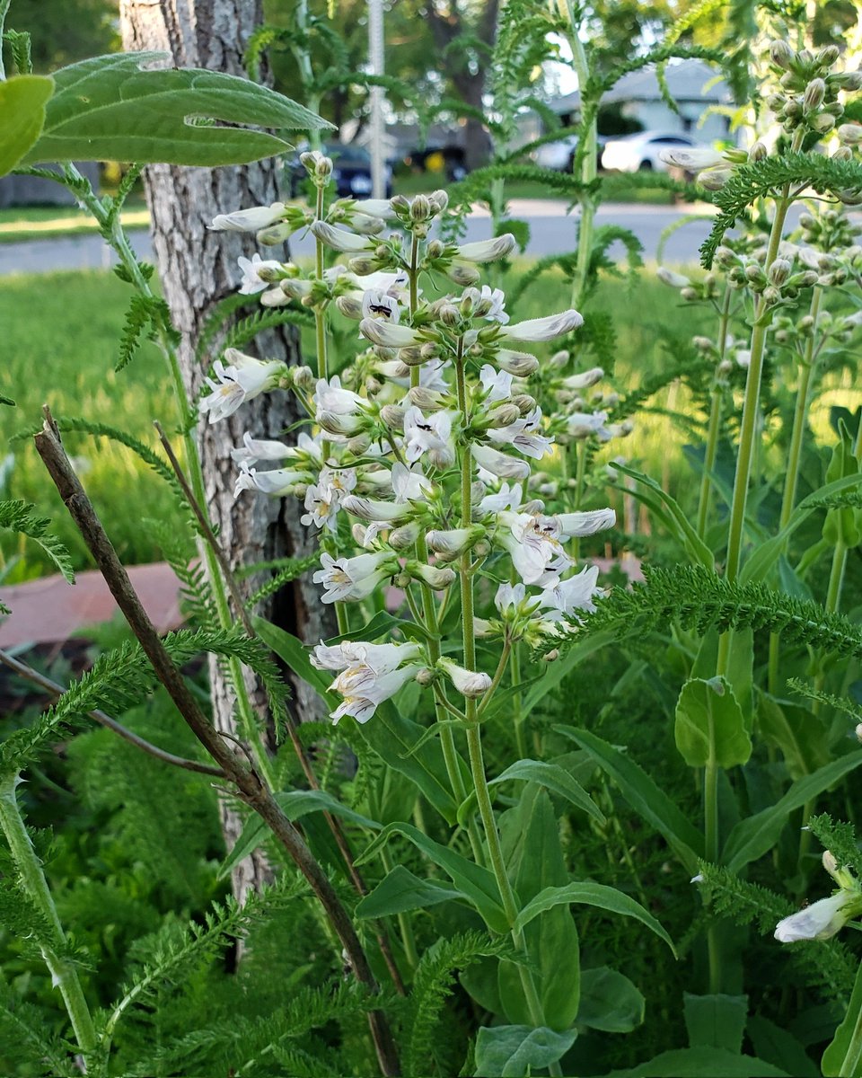 Pale Beardtongue, Penstemon pallidus, now blooming beneath the Sassafras. #nativeplants #naturallandscape #WhatYouPlantMatters #GrowNative #pollinatorgarden