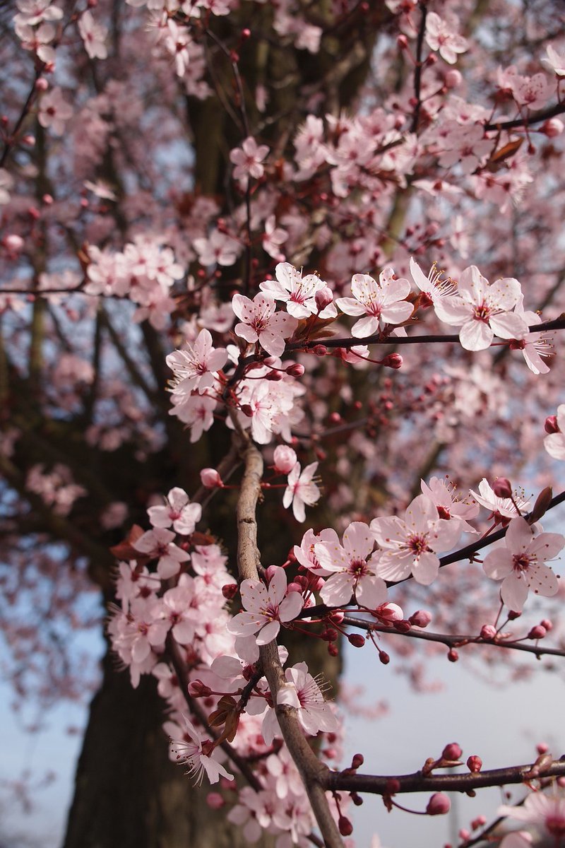 Doh Kyungsoo's 'Blossom' 3rd Mini Album 
D-7
When spring arrives, cherry blossoms are the first to say hello.

#도경수 #도경수_성장 #DOHKYUNGSOO_BLOSSOM #컴퍼니수 #CompanySoosoo @companysoosoo_
--
📸 angelstar from Pixabay.