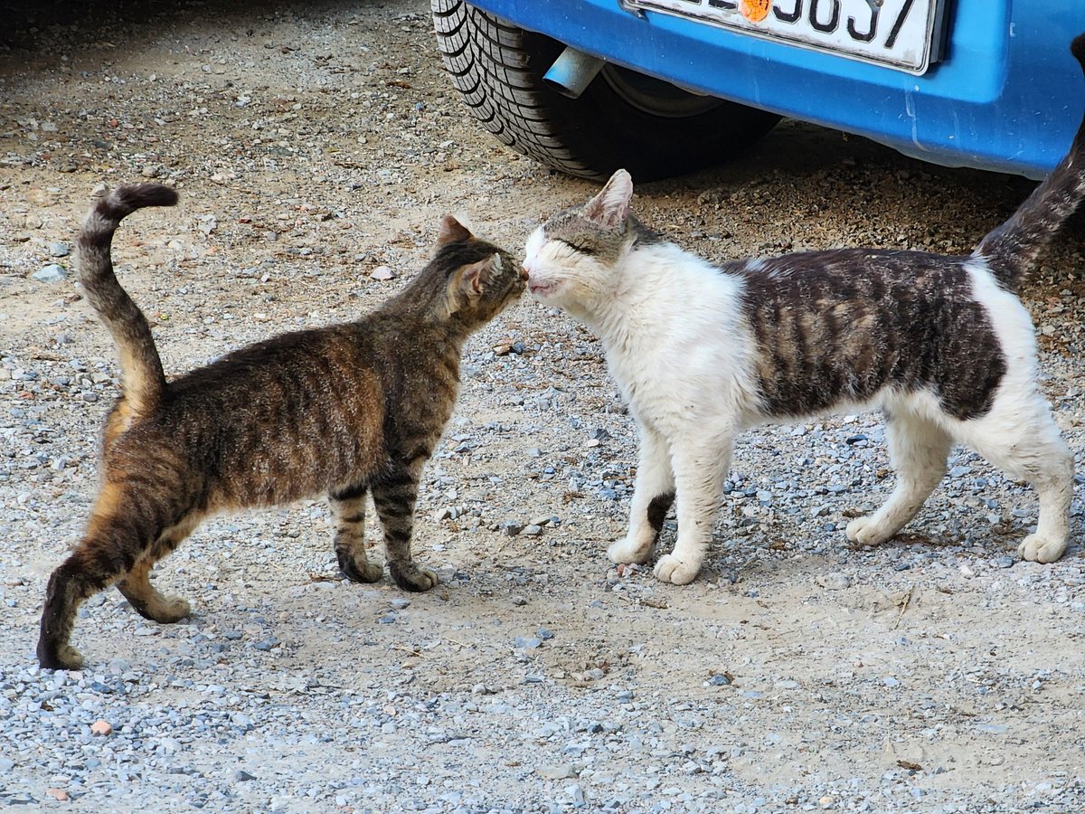 Kiss
.
.
#cats #homelesscats #straycats #lovelycats #streetcats #hungrycats #catslivingonthestreet #cutecats #猫 #고양이 #ねこ #kedi #gato #котики #ネコ #gatto #Katze #قطة #बिल्ली #γάτα
