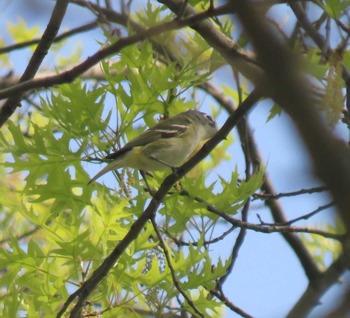 Birding with @AhraMiku23688 in Flushing Meadows Park-April 29, 2024. 1. Male Baltimore oriole 2. Blue-headed vireo @BirdQueens #birdcpp #AutismAcceptanceMonth #accessibility #inclusion