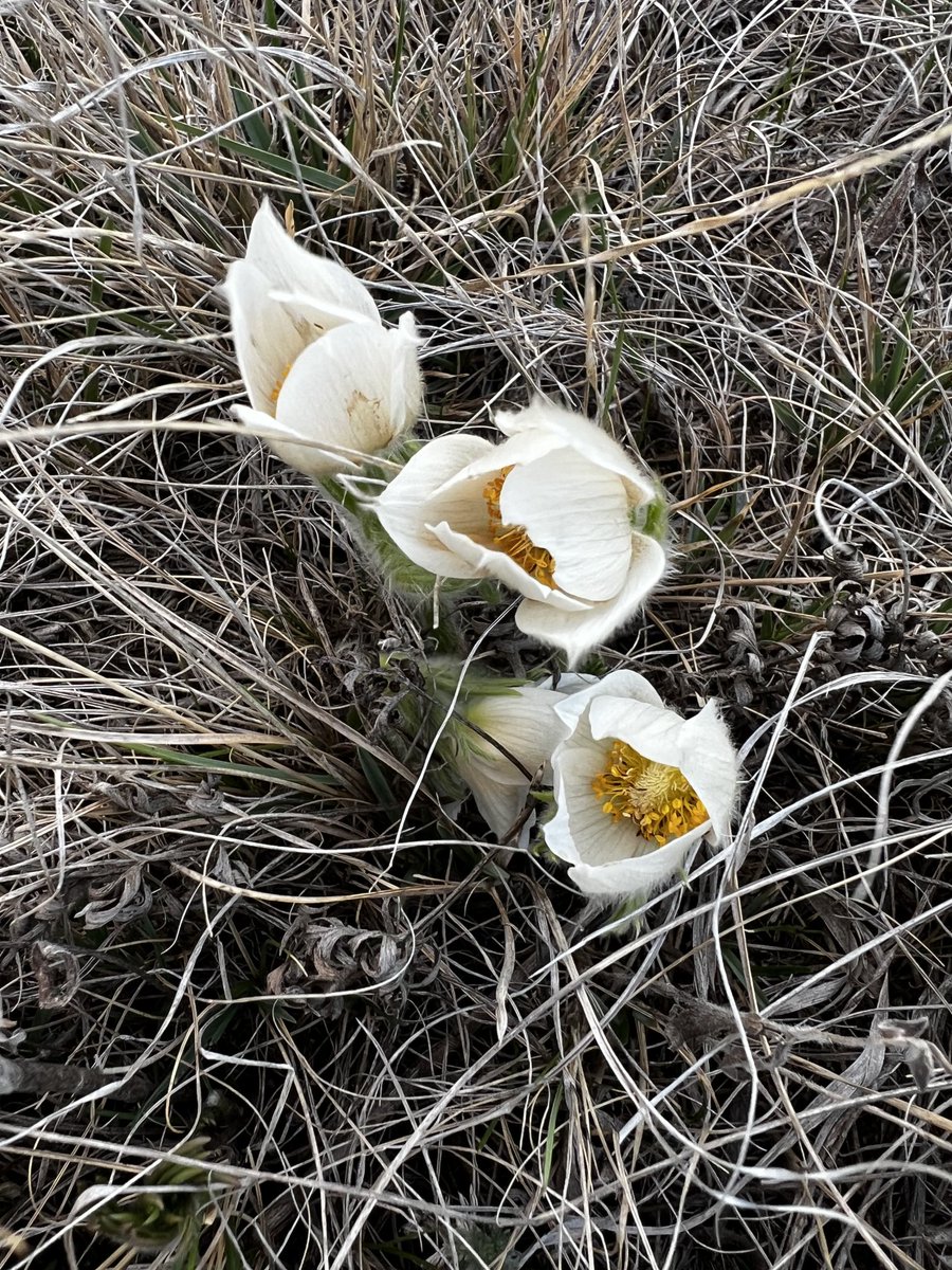Anyone ever see a pale yellow crocus? No purple at all. So pale yellow it’s almost white. Thoughts? Just the one clump — all the others are purple.
