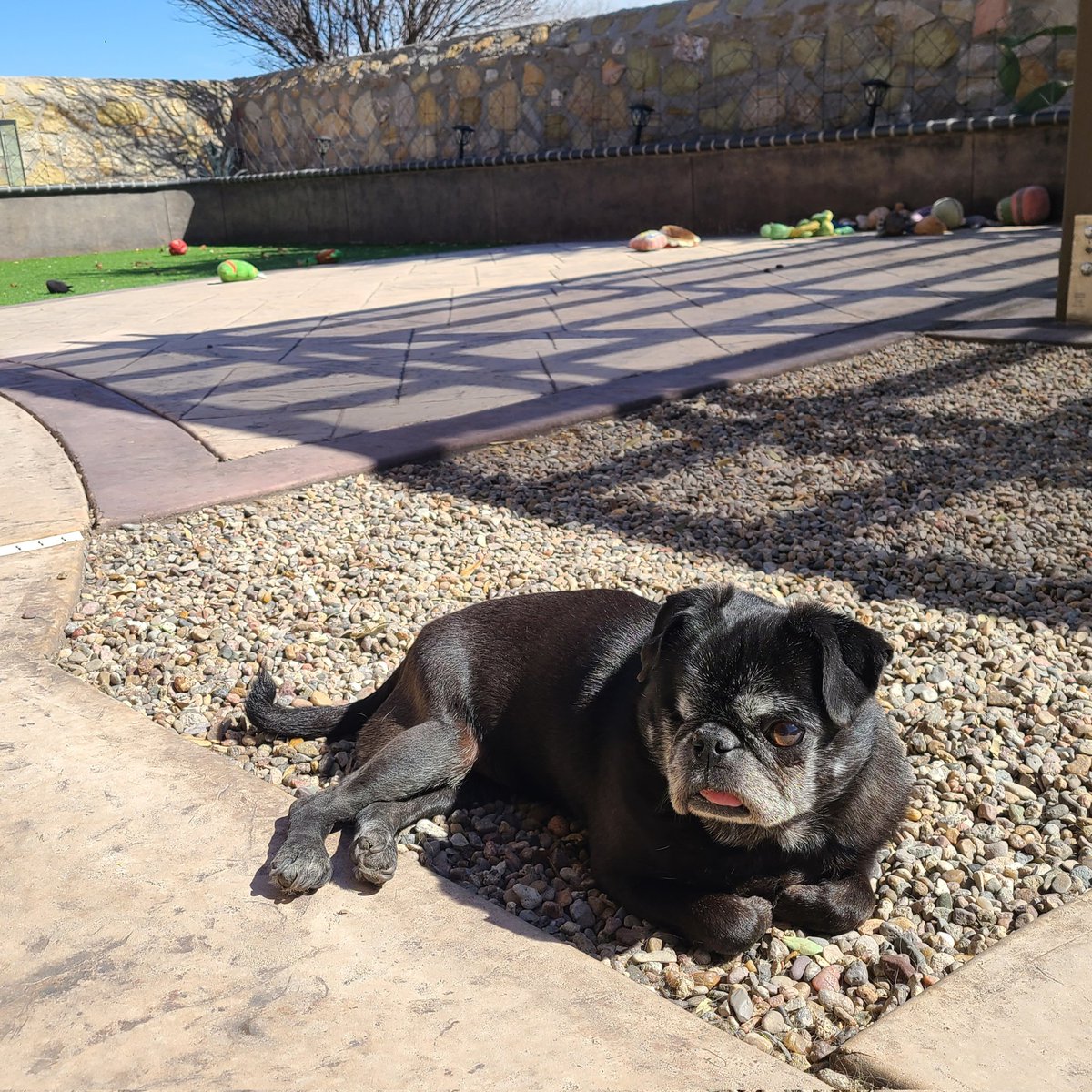 LolaTheLovePug's tweet image. Today is not just any day; today is my BIRTHDAY! 13 years old!! Woooo! #LolaTheLovePug #SeniorLiving #PugLife