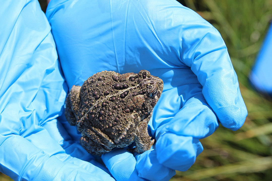 @RiverMuseum is a lifeboat for some of the most vulnerable aquatic and terrestrial species of the #MississippiRiver watershed. Learn more in Connect: bit.ly/3UD9Ydd. 

#Dubuque #Iowa #Aquariums #MississippiRiver #Freshwater #Mussels #Toad #Wyoming #Sustainability