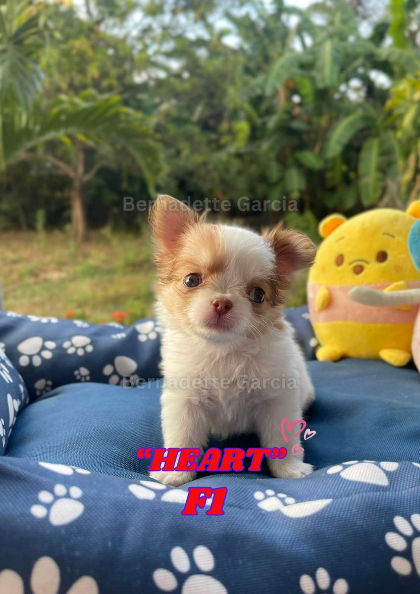 Quality long coat Chihuahua puppies up for reservation. 

Release on May

Import Line

Open for Visit

DM for more info. 

#Chihuahua #LongCoatChihuahua
#Philippines