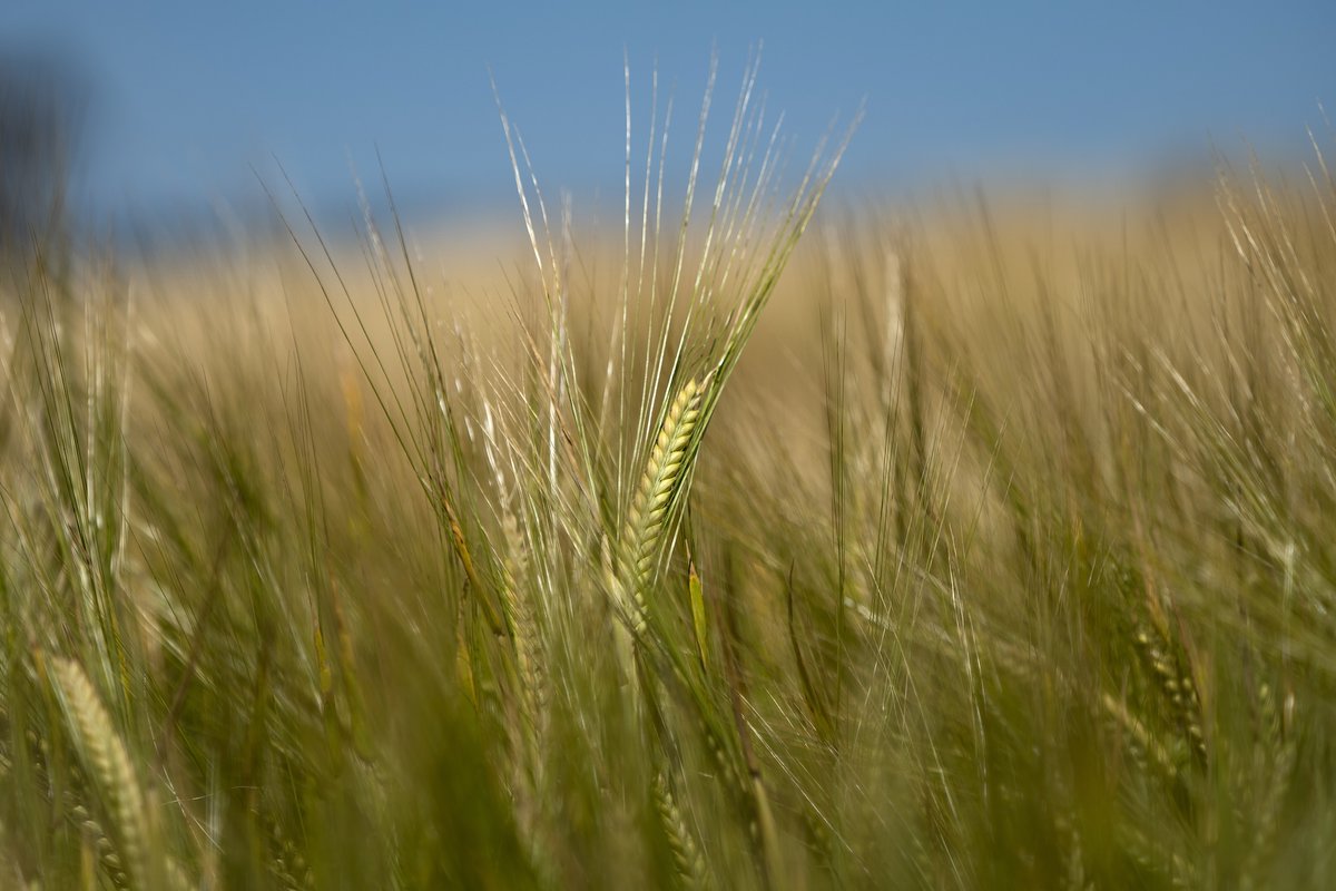 Can't wait to learn about the latest in biosecurity research when @PBRI_Australia symposium convenes in Cairns next Wednesday and Thursday. Fantastic line-up of speakers and events! #grains #biosecurity #GroundCover