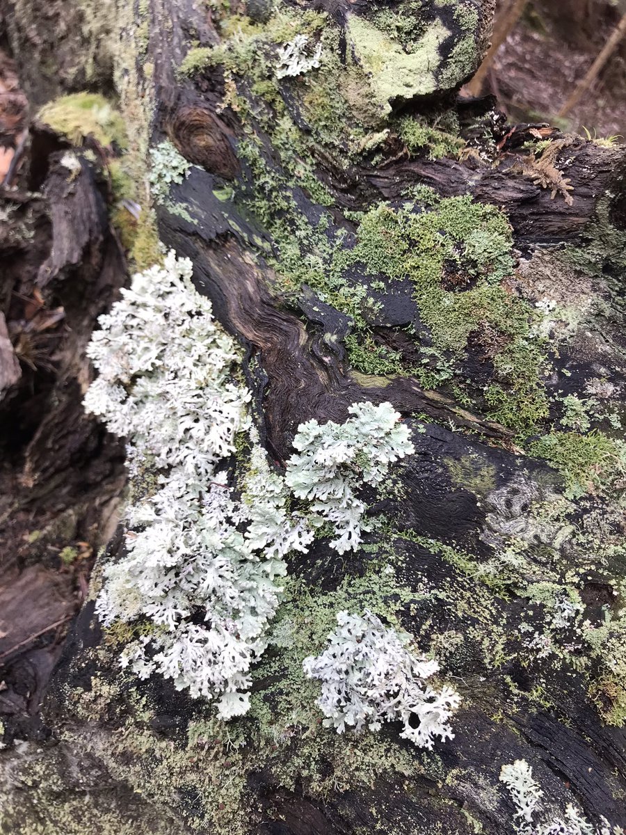 First lichen of Tasmanian adventure 💚