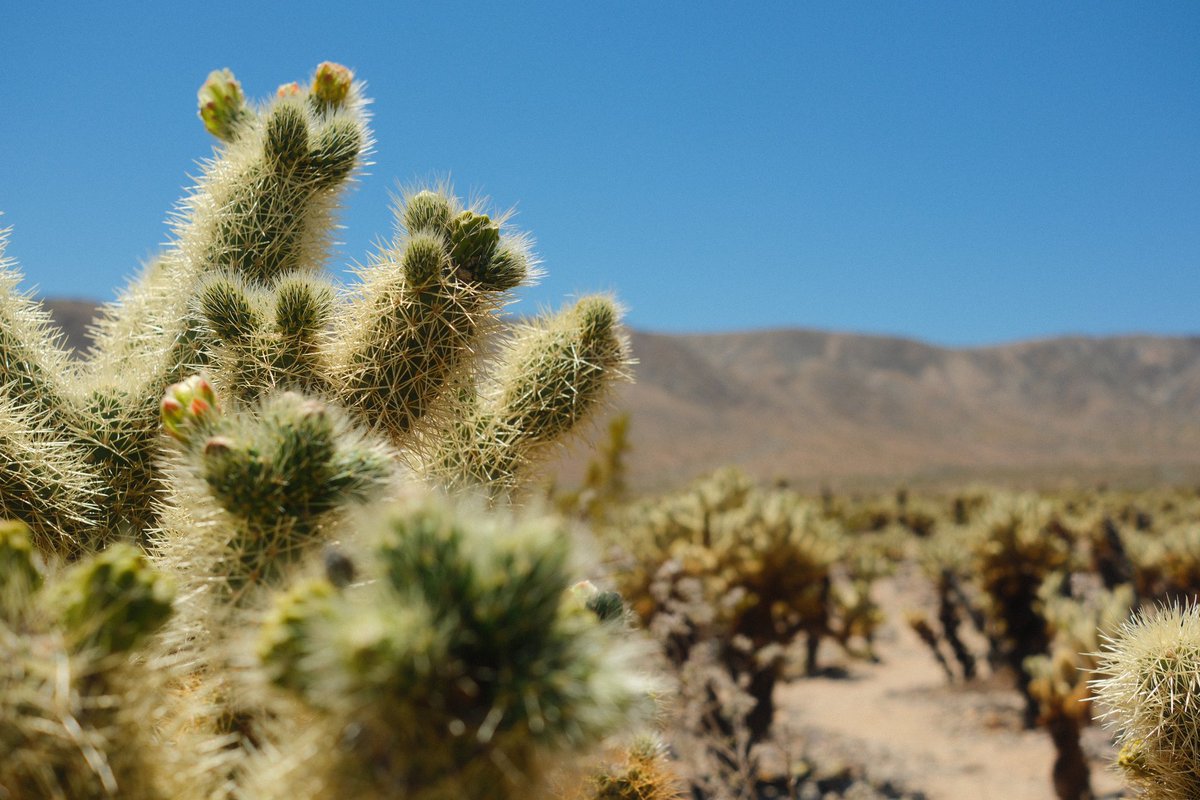 I spent 7 hours round trip going to Joshua Tree today, but at least I got some pics lol. 

#fujixt5 #fujifilm_xseries #california #photography #sgapics