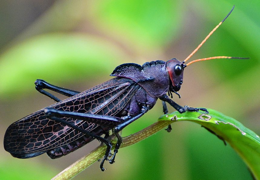 Hola! Se trata de Romalea reticulata, en la familia de saltamontes gigantes Romaleidae. Esta elegante especie es nativa de Centro America. Estos son bichos vegetarianos y tienen un andar lento y aletargado. 📸: Rudy Claeys