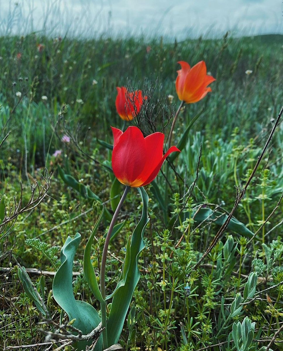 #flowers #nature #seasons