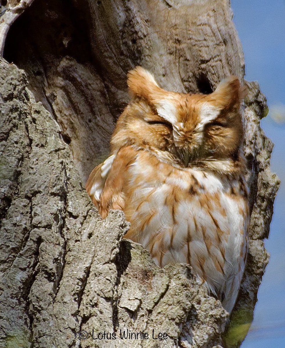 Adorable little Red Morph Eastern Screech Owl snoozing 💤 peacefully in his home on Long Island. #redmorpheasternscreechowl #easternscreechowl #screechowl #owl #birdwatching #wildlife