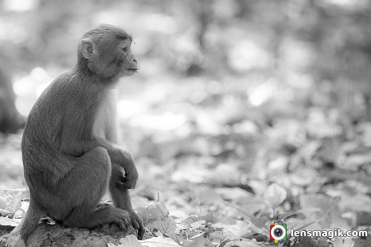 Rhesus Macaque bit.ly/3wNxCFq Indian Monkey #rhesusmacaque #indianmonkey #monkey #aboutmonkey #monkeyformedicineexperiments #aboutrhesusmacaque #corbettnationalpark #mammals #monkeysfoundinIndia