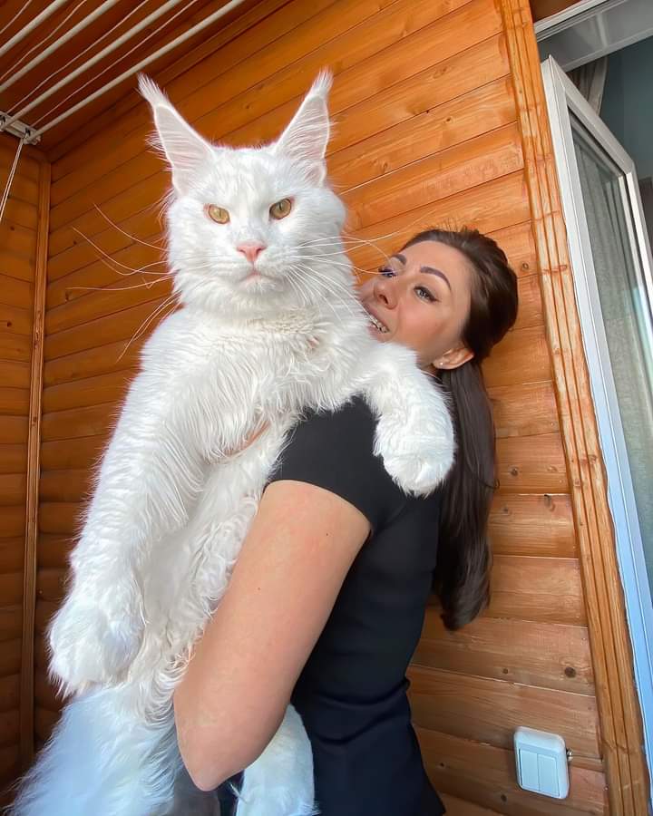 Gd mrng X World, Happy Tuesday to all of my frnds This is Kefir, a cat that got famous because of its enormous size. He is 1 year and 9 months old now and weighs around 12kg / 26.5 pounds.