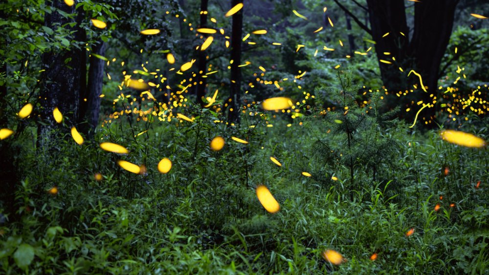 Firefly populations at risk due to climate change, urban development psu.ag/3Wg93Rh