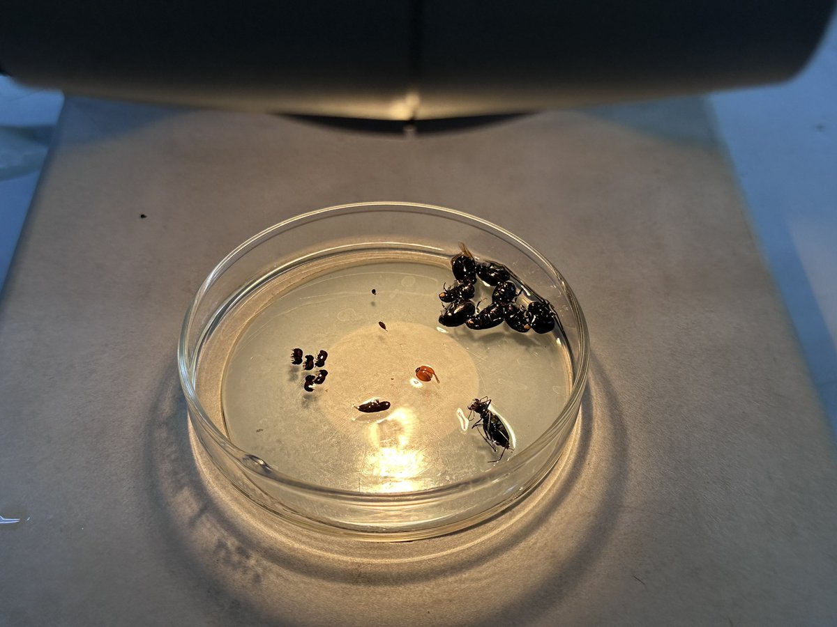 School summer break, it’s research time!! This reminds me, the <a href="/Beetlephylo/">BeetleMania</a> Lab 🪲🐞