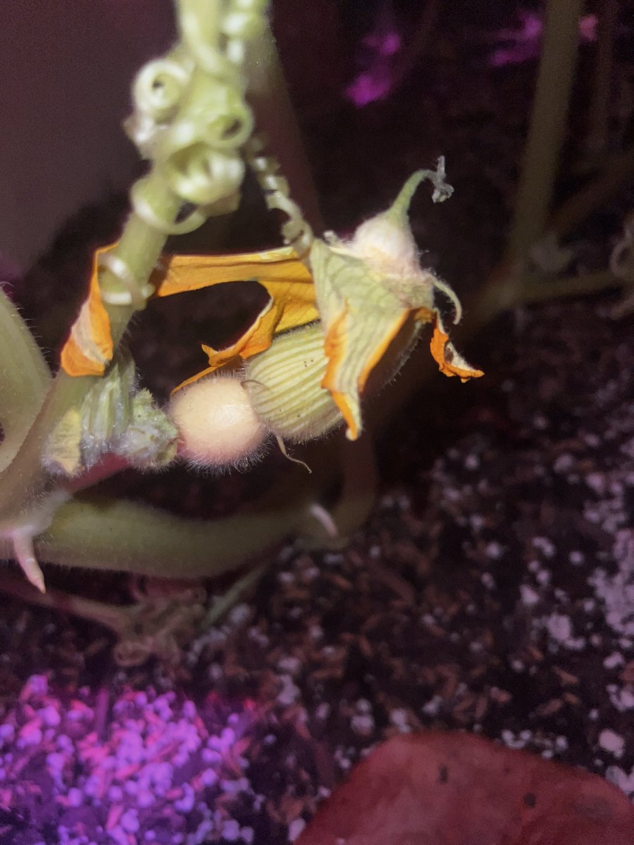 Flower sex / pollination and that orange/white ball is the first giant pumpkin. #letstalkaboutsexbaby