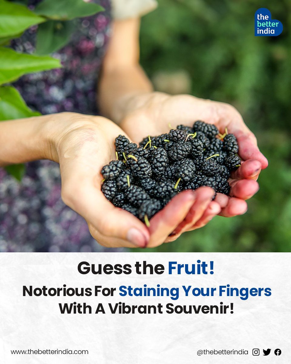 This delightful summer fruit bursts with flavour and comes in shades of white, black, and even red! 

Leave your guesses in the comments below!

#guessthefruit #SummerFruits #Fruits #India

[Indian Summer, Trivia, Summer Fruit]