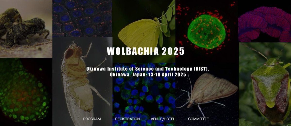 Early-bird registration for the Wolbachia Conference (13-19 Apr 2025) at Okinawa, Japan, is now open! You are welcome to enjoy the fantastic venue @OIST in front of coral beach and subtropical forest #Wolbachia #symbiosis #meeting web.tuat.ac.jp/~insect/wolbac…