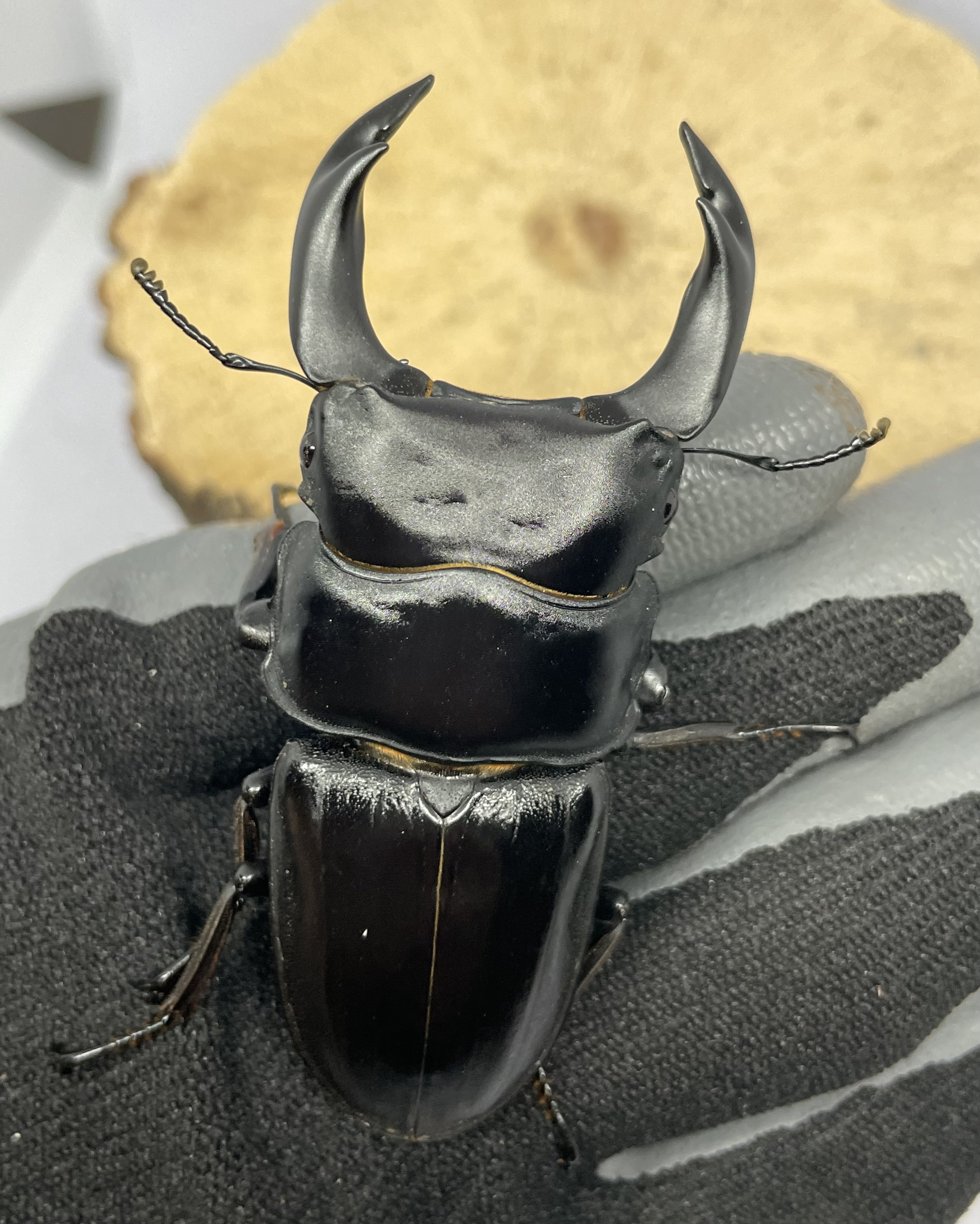 久留米産オオクワガタ♂82mm 標本 久留米産オオクワガタ♂82mm 標本