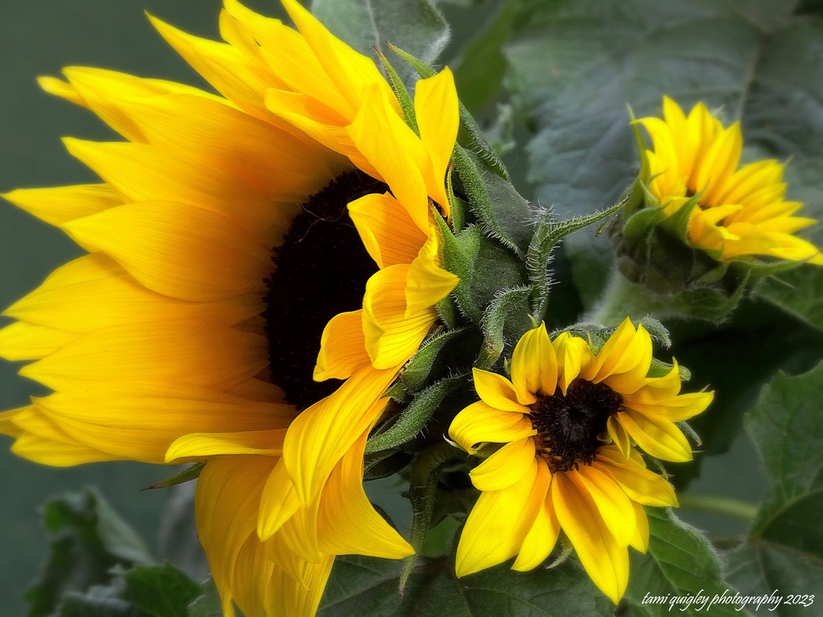 Trailscapes ... Fine Art Photography by Tami Quigley: You Are My Sunshine ... trailscapes-tami.blogspot.com/2024/04/you-ar… #new #blogpost #BuyIntoArt #AYearForArt #sunflowers #floralart #spring #flowers #photoart #art #lehighvalleyphotographer @visitPA #LehighValley @LehighValleyPA #BLOOM #BLOOMS