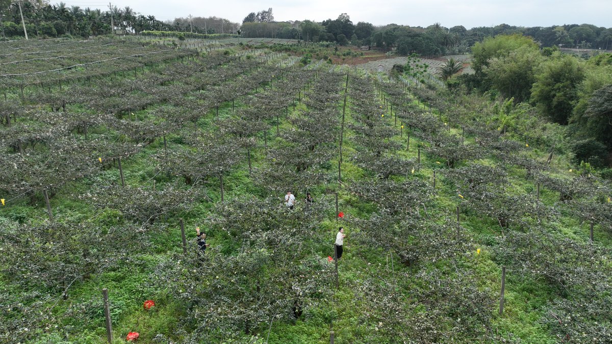 Tanniu Township, #Wenchang, is celebrating a bountiful harvest of honey #jujubes! 🧑‍🌾 Dachang honey jujube is prized for its good taste, abundant moisture content, delightful sweetness, and crisp texture. It is an environment-friendly fruit product.💚💚