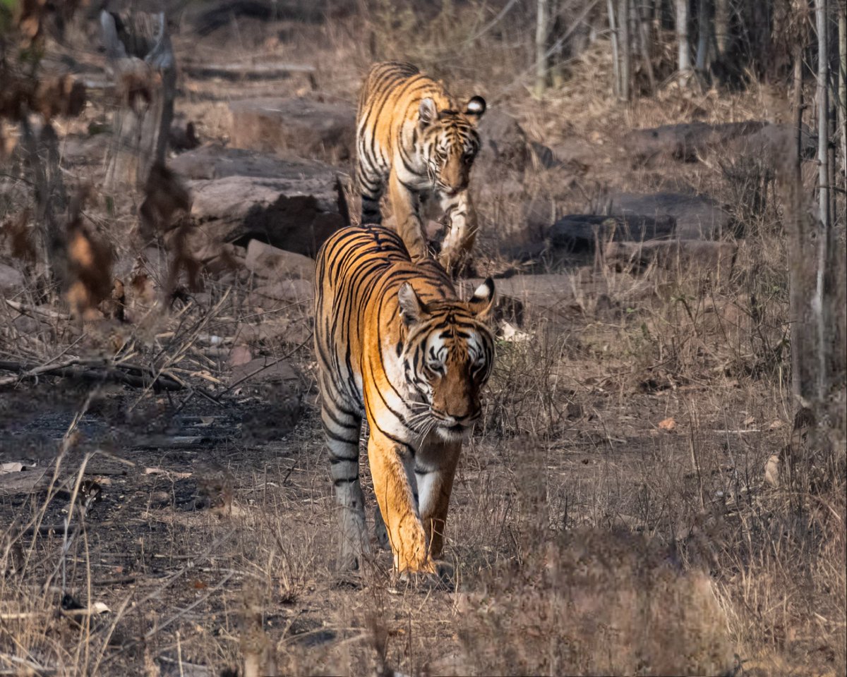 Following  Mother's footsteps is not about replicating her journey, but honoring her legacy and wisdom.'

Kuwani & Her 8 month Old Cub walking in their territory

 #tadoba #indiaves @ThePhotoHour @NatGeoIndia @natgeowild @NatGeoPhotos @WildlifeMag @NikonIndia @NikonUSA
#mother