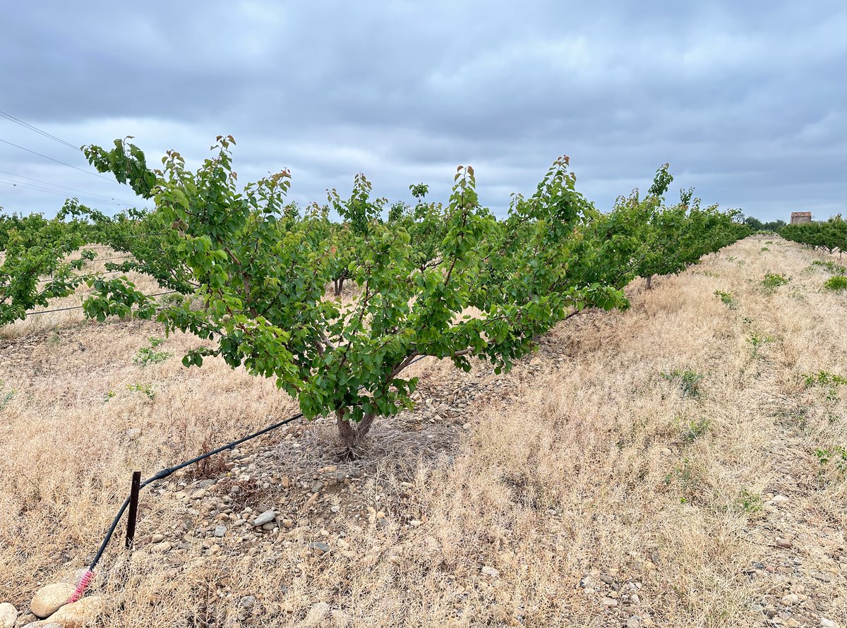 Pyrénées-Orientales : « On ne sait pas si on arrivera jusqu’au bout de la récolte des abricots »
A Rivesaltes et son célèbre muscat, une autre AOC est en péril : l’Abricot rouge du Roussillon, victime collatérale d’une sécheresse sans fin
➡️urlz.fr/qttU