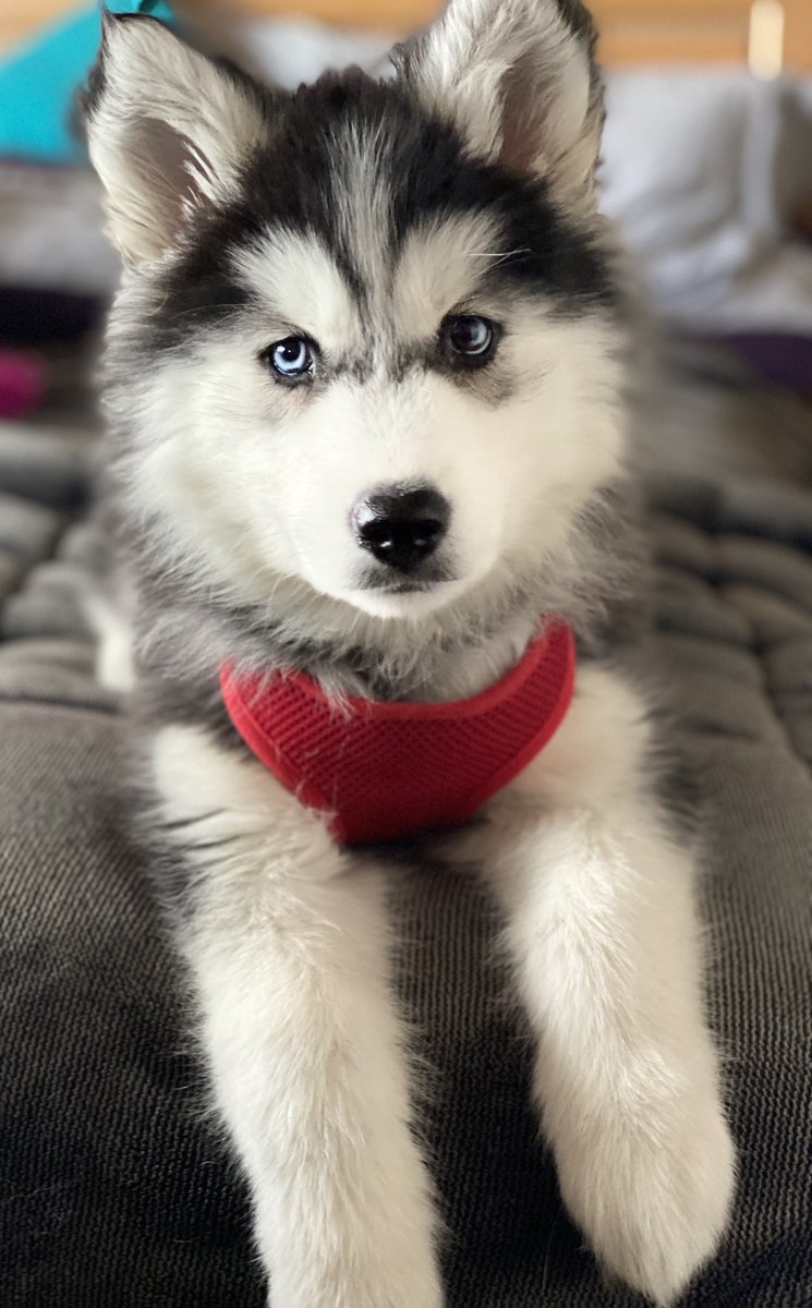 Azevedo2W's tweet image. #ThemeOfTheWeek