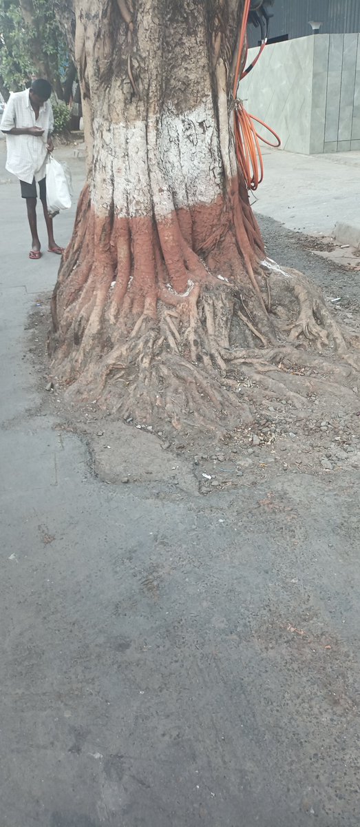 #FreePressJournalCitizenJournalist #FPJ #Mumbai #Mumbaikar #AamchiMumbai 
Trees with base cemented near Amar Mahal. Only two examples are shown here. There are more.
There are more along the 60 feet road in Garodia Nagar. @fpjindia , @bmc