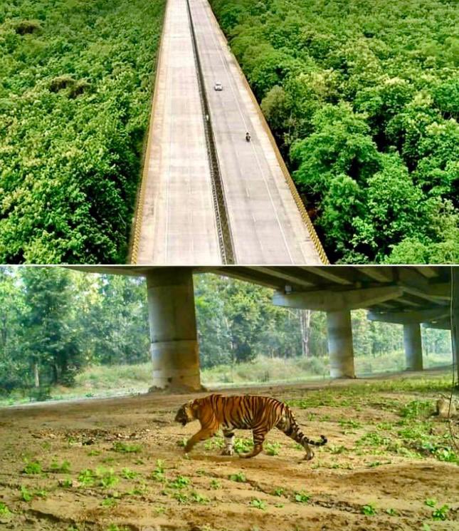 “प्रगति एवं वाइल्ड लाइफ का समन्वय”

     Good Morning ! The new elevated stretches of highways between Seoni ( Madhya Pradesh) and Nagpur ( Maharashtra) of 37 Km of NH 44 , passing through the famous Pench Tiger Reserve , has been a WIN-WIN solution for both animals and humans .…