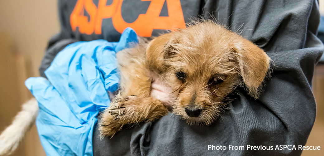 we_make_change_'s tweet photo. Rescue animals often face danger due to abuse, neglect, abandonment, or being at risk of euthanasia in overcrowded shelters. Consider volunteering at a local animal shelter, donating materials, or fostering a rescue animal to provide them with temporary care.🐶❤️
 #animalshelter https://t.co/GZiNbEIQ44