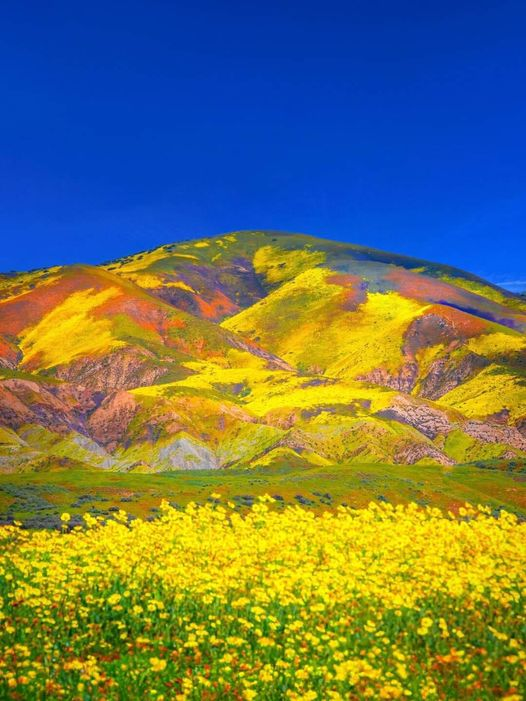 The California Superbloom is on again this year!