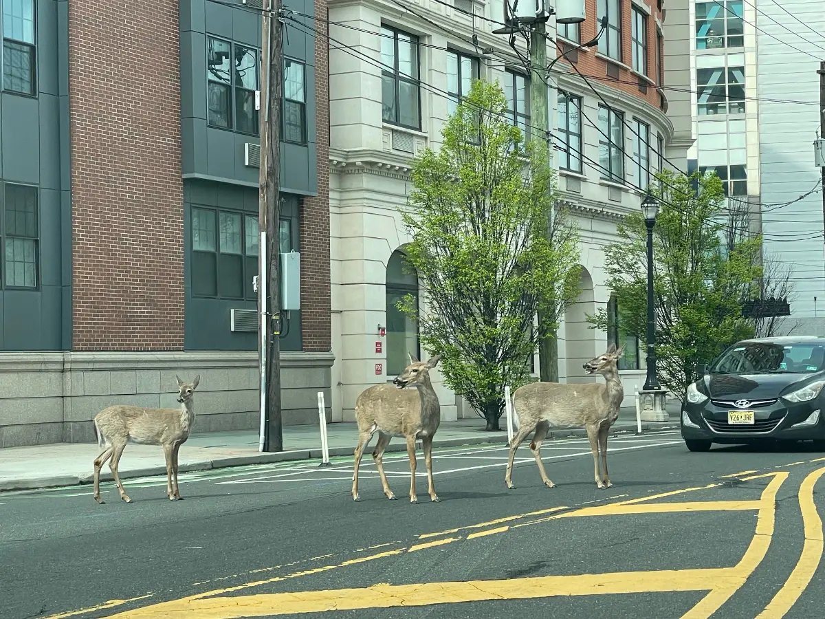 Jersey City ve Hoboken'da geyikler görülmüş.
Aslında bu bölge çok kalabalık ve sıkışık, geyiklerin burada görülmesi de ilginç. Bizim kasabada geyik  yok, yan kasabada var. Kuzeyde çokça var. Kafalarına göre geziyorlar.