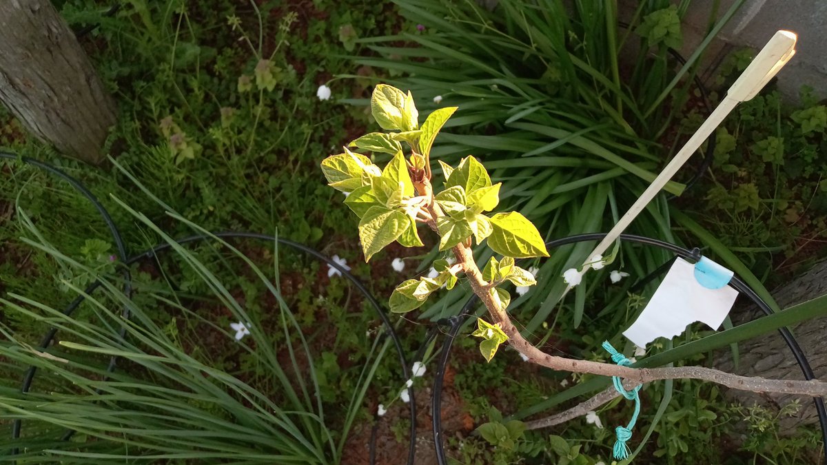 今年うちに来て２年目の苗。
無事に発芽🌱
何年目で花が咲くのかな？(わかってない)
月末最終日よろしくお願いします🙇
#空ネット
#福の空
#クサギ　気長に草木染め用