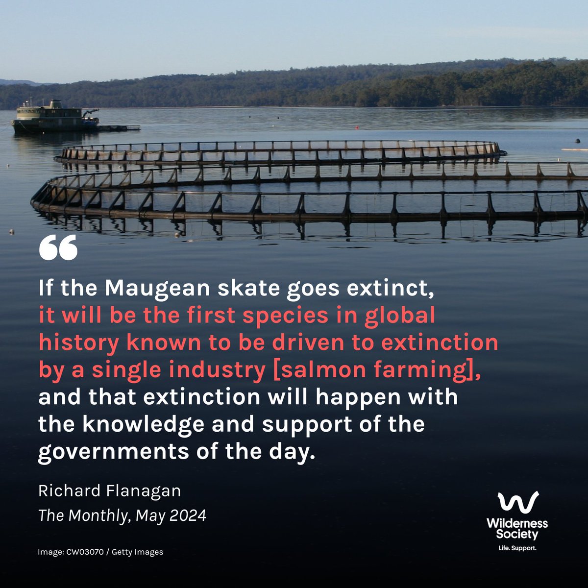 The environmental crisis caused by #salmonfarming in Macquarie Harbour demonstrates the urgent need for the @AlboMP government to significantly strengthen Australia's nature laws. Extinction is a choice. #auspol #politas Essay by Richard Flanagan @THEMONTHLY