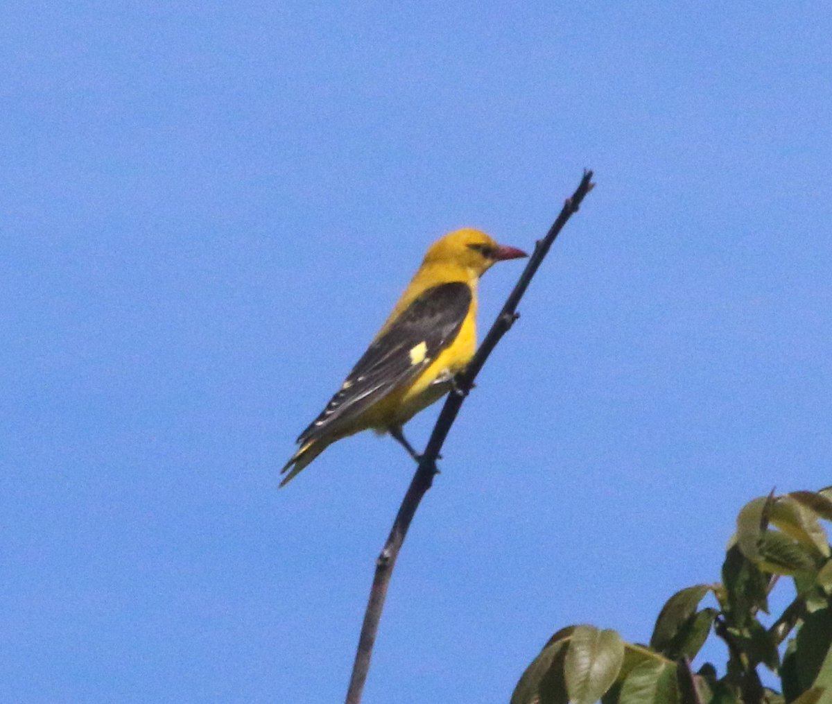 Days like this make even me question my choices. Strong, cold Northerlies with torrential rain. Power cuts, little heating and a growing awareness that I'm utterly crap at non-UK large raptor i.d. Golden oriole from a couple of days ago #Bulgariabirds