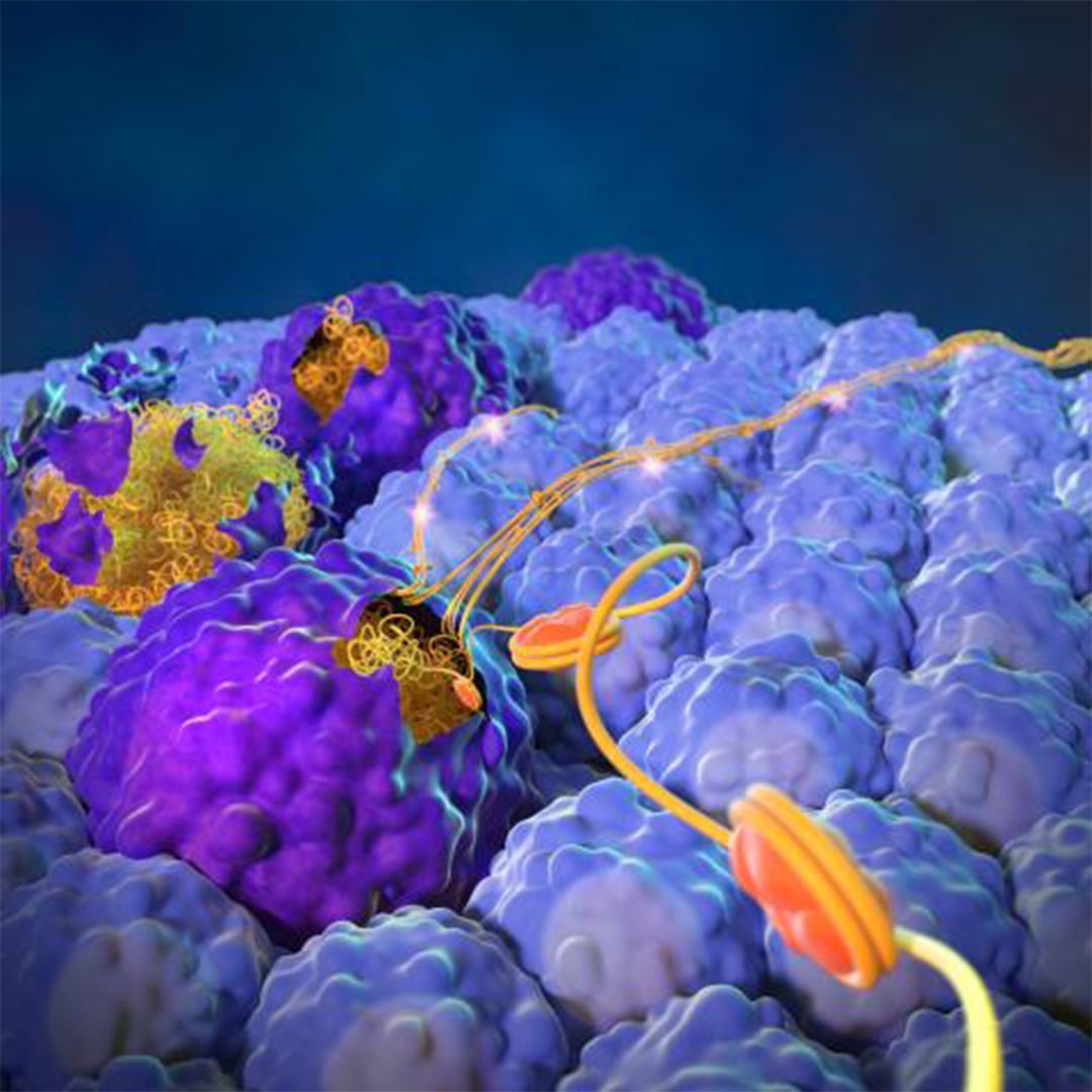 Las células cancerosas que mueren por apoptosis (color púrpura oscuro) expulsan su contenido nuclear (hilos de color naranja y amarillo) para estimular la metástasis y el crecimiento de células cancerosas vivas (estructuras color azul claro).

📷: Laboratorio Yang, NCI