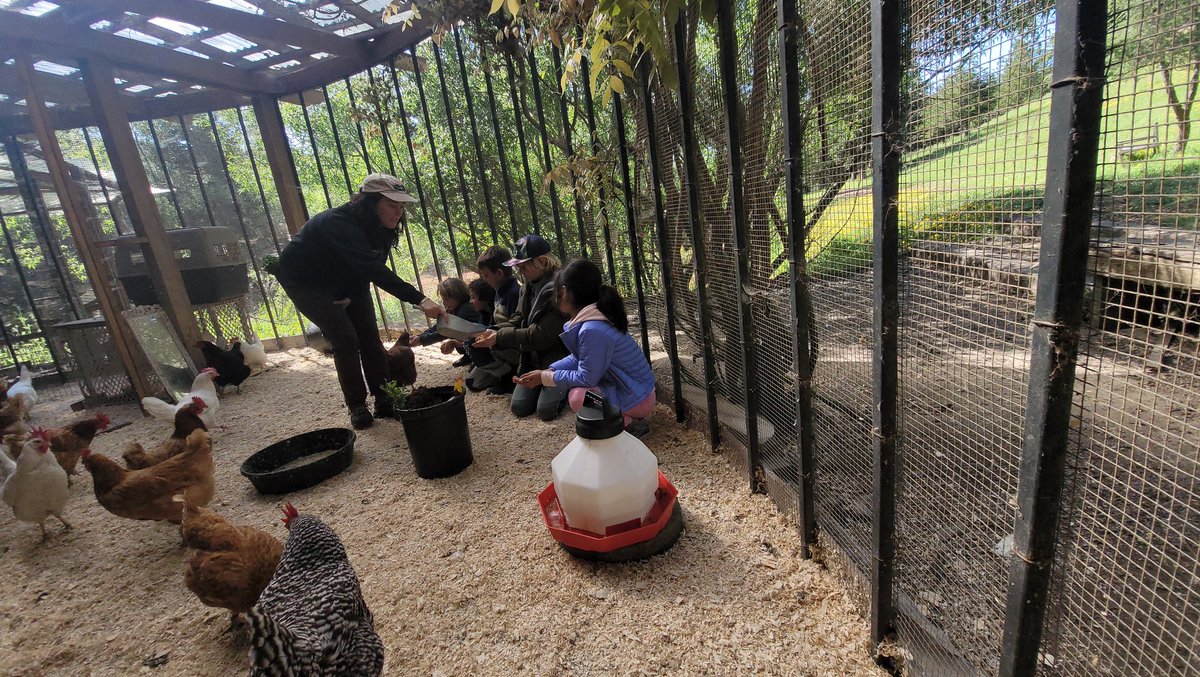 We had a really fun time with this new group of after-school children! They got to say hello to the chickens here. #HumaneEducation #ranchocompasion #animalsanctuary