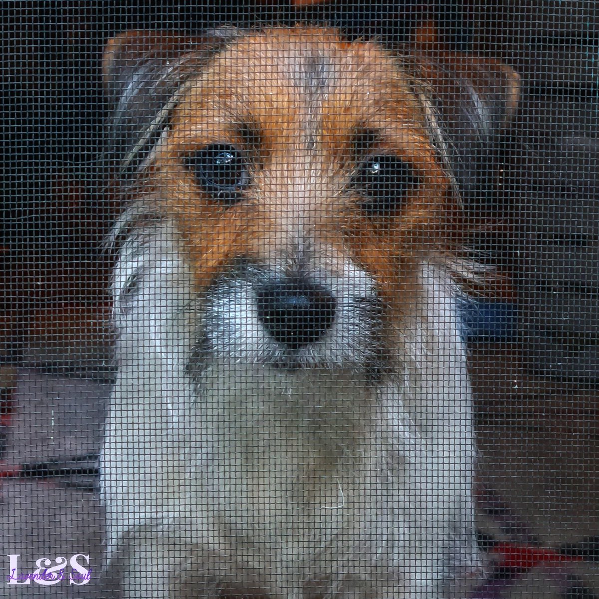 Patiently waiting 🐕

#love #puppylove #purelove #purehappiness #jackrussell #parsonrussell #jackrussellterrier #parsonrussellterrier #parsonrussell #dogphotography #doglover #puppy #lavenderandsoul #dogsofinstagram #hobbyphotography #joysoflife #mansbestfriend #animalphotography