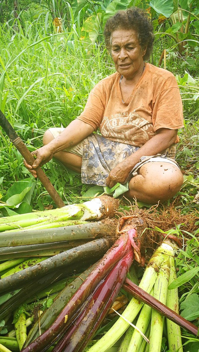 FARMING-A LIFELINE TO ENDING POVERTY #growingagriculture 📷|Nothing is going to stop 64-year old Mariana Vikatoria from providing for her family. Born and bred in Naiviivi village in Qamea, Mariana moved to Labasa for her education. facebook.com/fiji.agricultu…