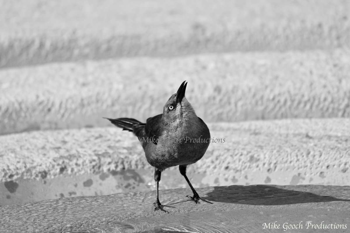 Dallas by #MikeGoochProductions 

#photography #photo #nycphotographer #FollowThisPhotoGuy #PhotographyIsArt #streetphotography #streetphotographer #birdphotography #blackandwhitephotography #dallas #birds